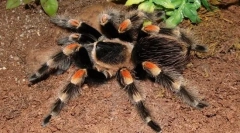 Pająk-ptak meksykańskie czerwone wino