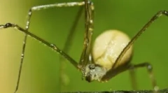 Spider senakers common lub kosyozka