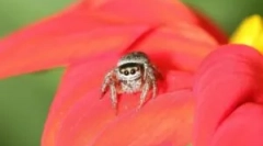 Spider jackun: funkcje i wartość w ekosystemie