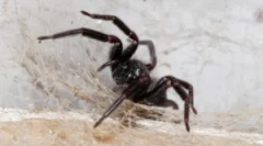 Pająki w domu: skąd pochodzą i dlaczego