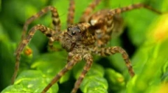 Pająki wilki - kim są?