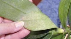 Ceutain i shell tick na orchideach