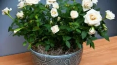 Pogoda kleszcza na ogrodzie i pokój rose