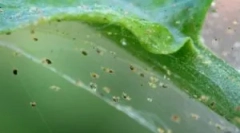 Tick internetowy: opis, typy i siedliska