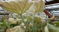 Cobbled tick w szklarni