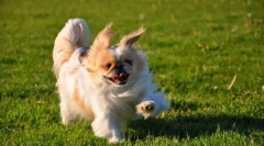 Pekinese (zdjęcie): rodzaj, poświęcony i dumny pies dla kochających właścicieli