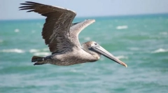 Pelican gray
