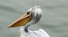 Ptaki podobne do pelikanów