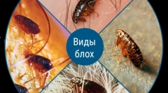 Czy pchły są przekazywane ludziom ze zwierząt?