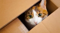 Przenoszenie kotka do nowego domu