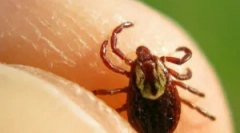 Okres, gdy kleszcze są najbardziej aktywne i niebezpieczne