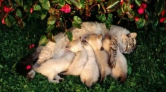 Okres laktacji i edukacji potomstwa w kotach