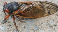 Okresowa cicada