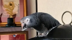 Pernaya star zhora makarov: wideo, gdzie jaco mówi swoje imię i nazwisko