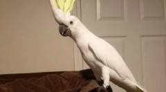 Disco 90. Pernation dance: papuga tańczy na wszystkich