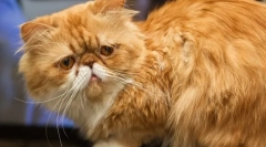 Perski kot (zdjęcie): artystyczne czechy zwierzęce