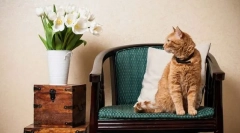 Pierwsze dni kota w domu