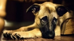 Pierwsze objawy choroby w psie