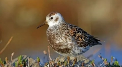 Piasek i sandbook berengay