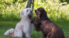 Pirenean shepherd (zdjęcie): urodzony watchman i pasterz