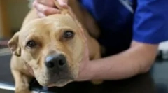 Piroplazmoza: objawy, diagnoza i leczenie