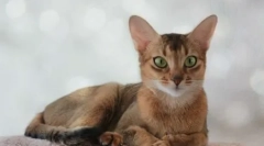 Odżywianie kotów abyssinian: sklecha lub naturalna żywność