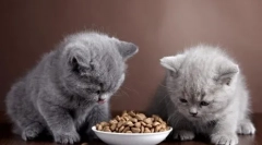 Odżywianie kotów brytyjskich w domu