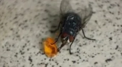 Odżywianie krajowych i innych much