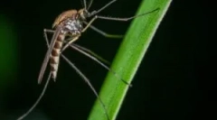 Karmowe komary i wyimaginowana krew