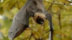 Odżywianie lotnych myszy w przyrodzie i domu