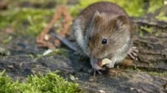 Myszy do żywności w dzikiej przyrody i domu