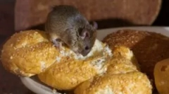 Myszy żywieniowe w domu i czy lubią ser