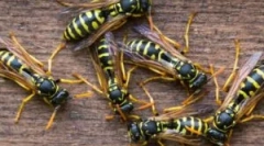 Nutrition os i osin honey