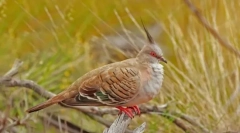 Pitty. Rodzina ptaków