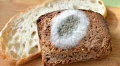 Grzyby formy na chleb i przyczyny ich wyglądu