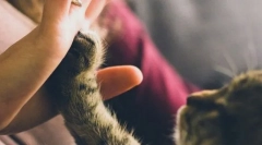 Zawodowcy z zawodami i kotami