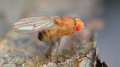 Owoce muchy drosophila