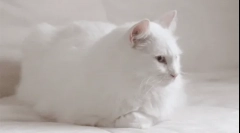 Dlaczego białe koty głuche?