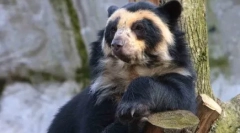 Dlaczego białe niedźwiedzie nie mieszkają na antarktydzie, ale pingwiny - w arktyce