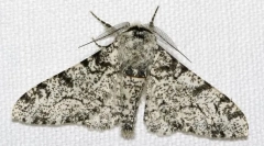 Dlaczego pająki brzozy mają inny kolor?