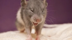 Dlaczego kicha szczur: przyczyny, objawy i leczenie, co robić