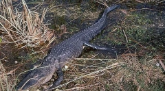 Dlaczego dinozaury były głównymi stworzeniami na naszej planecie?