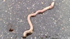 Dlaczego wodorosty wydostają się z ziemi?