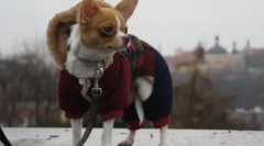 Dlaczego chihuahua drżąca i co możesz zrobić