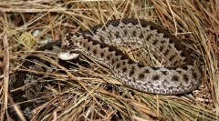 Dlaczego vijuku nazywa się violet