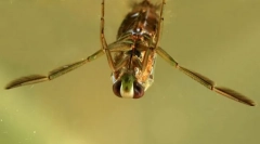 Dlaczego małe radia płynie na nogach?