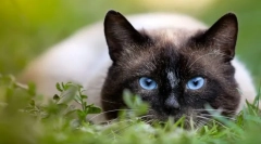 Dlaczego mówią, że kot ma 9 żyć?