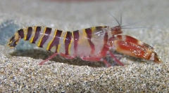 Dlaczego z powodu choroby sprzęgła raka?