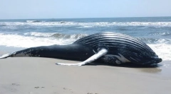 Dlaczego wieloryby są rzucane na brzeg?