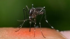 Dlaczego moskitoes nie wszystkie gry?